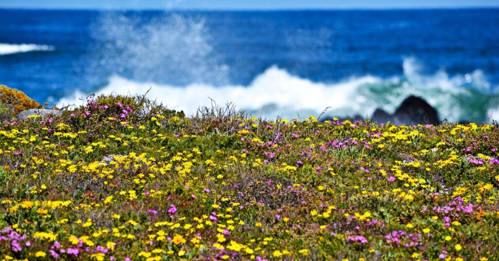 West Coast Flowers Feature Image