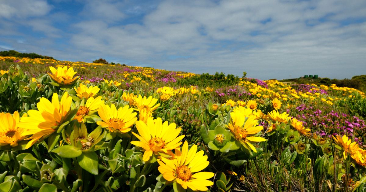 West Coast Flowers - Beautiful yellow flowers in a field