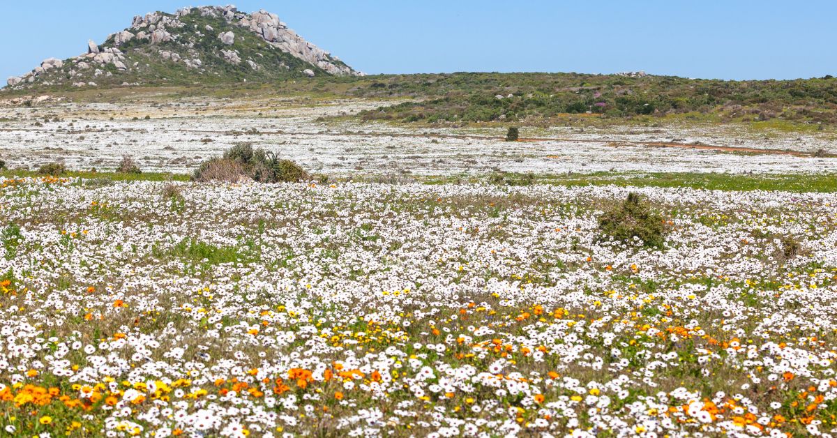 Accommodation Near Cape Town - West Coast National Parks beautiful flowers on display