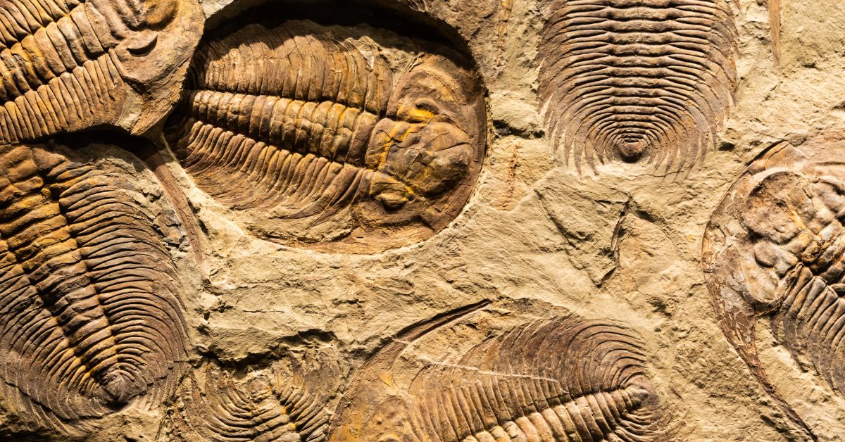 West Coast Fossil Park - Sea Creature Fossils in rock