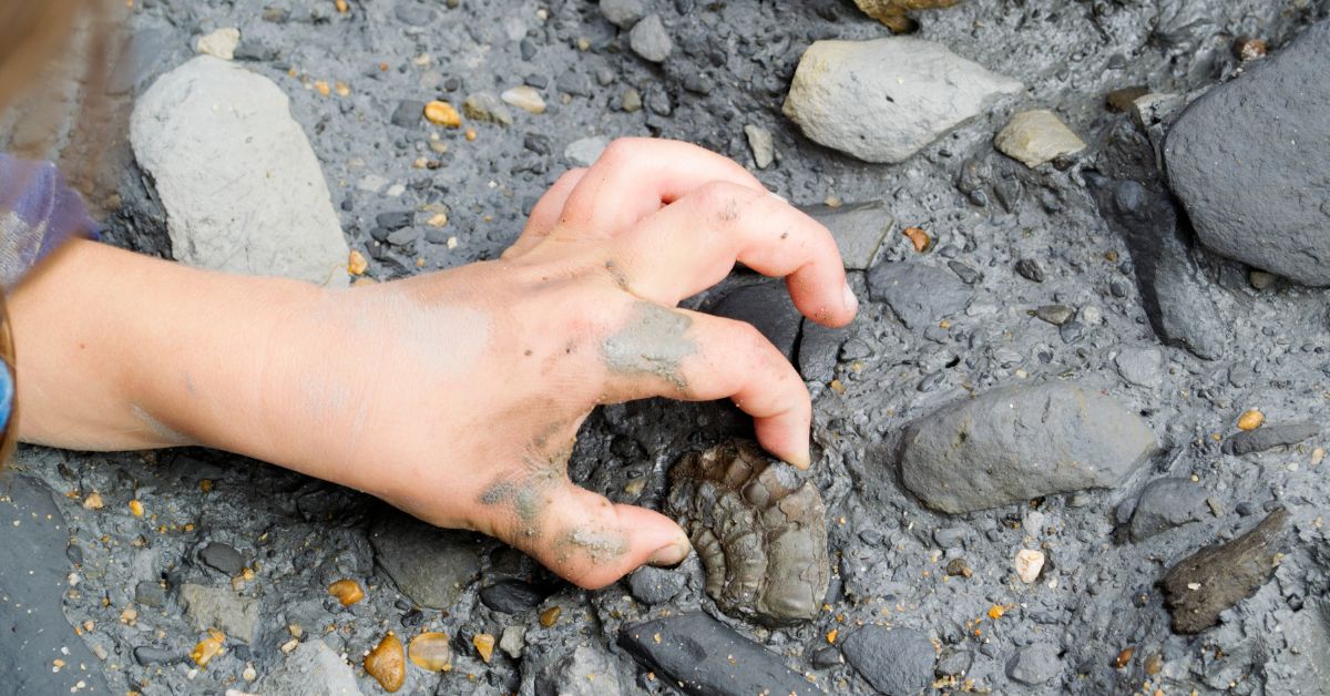 West Coast Fossil Park - Person grabbing a fossilized shell