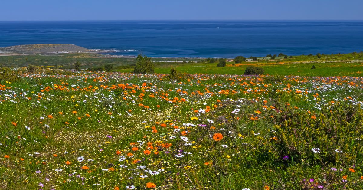Flowers and an ocean view from the west coast national park