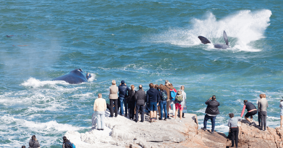 People standing on a rock face admiring two whales jumping out the water in Hermanus 