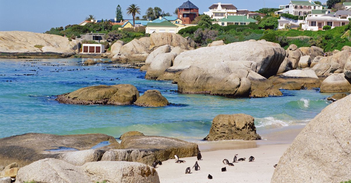 coastal towns western cape - View of Penguins on the beach at Simons Town