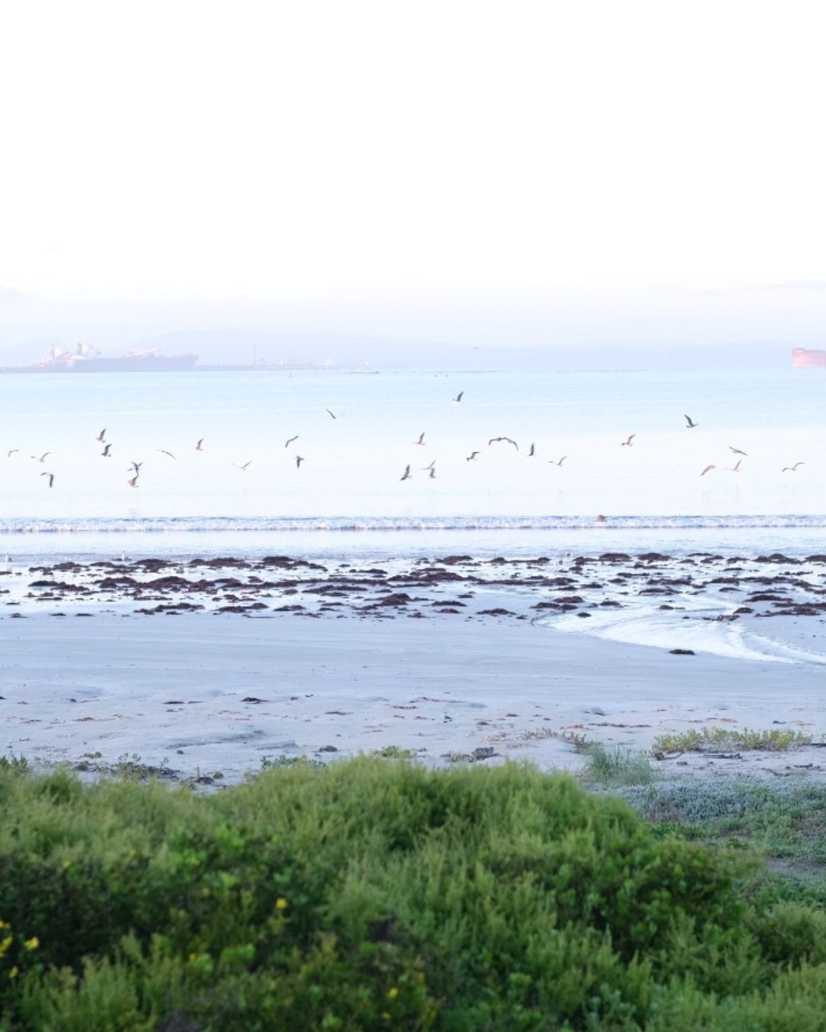 Seagulls flying over the ocean